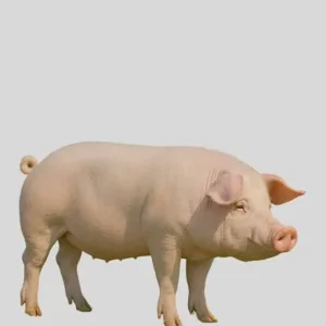 Sertés Bőrös Malac hús VEGYESEN 1kg (a készlet erejéig)